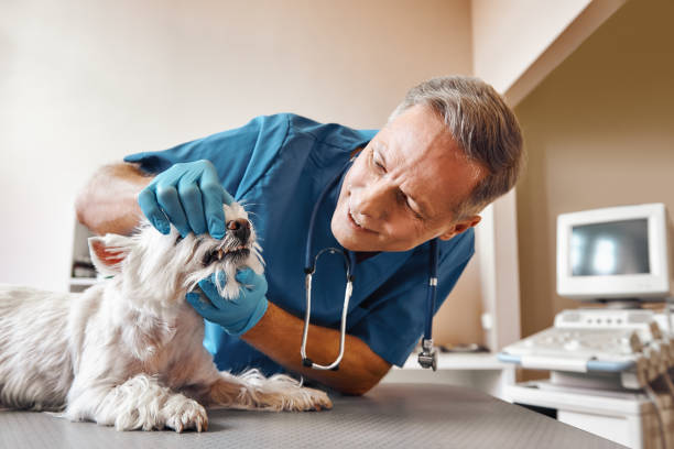 Best After-Hours Dental Care in Fiskdale, MA